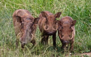 warthog, Serengeti, Tanzania, Africa