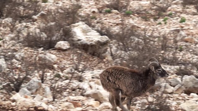 Super slow motion of Mouflon running
