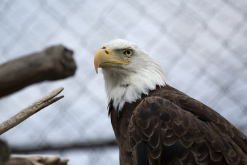 Bald eagle in a cage looks defiantly at the world outside.