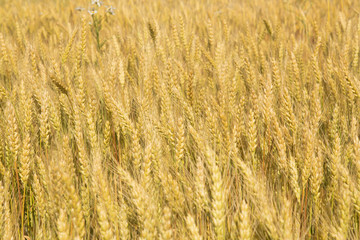 Grain ripening in the field