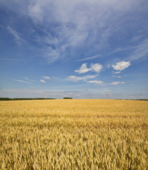 Grain ripening in the field