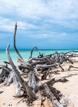 Cuba, Cayo Jutias. Pieces of wood over white sandy beach. The paradise beach on the Caribbean sea of Cuba.