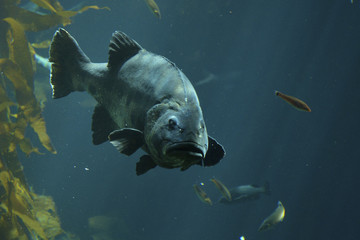 Sea Bass hunting