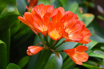 Beautiful orange color tropical flower on green natural background