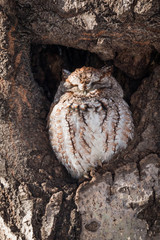 Eastern screech-owl - Megascops asio