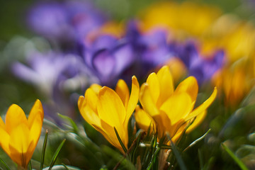 Fototapeta premium Crocusses in a park in the middle of munich