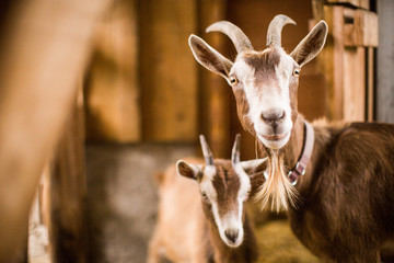 Mother goat with baby brown goats in a barn - Powered by Adobe