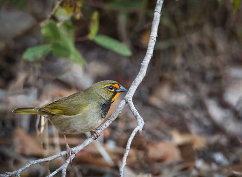 Yellow-Faced Grassquit - Tiaris Olivaceus - Male - Close-Up