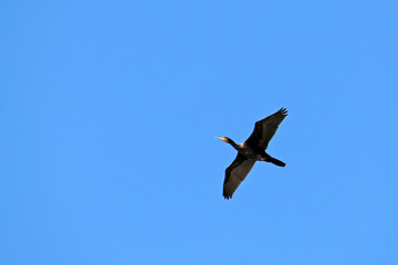 Great cormorant (Phalacrocorax carbo) or great black cormorant in flight on clear blue sky background