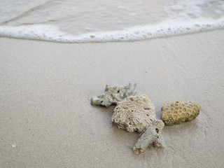 coral fragments on golden beach morning.