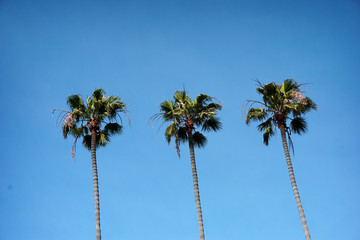 Obraz premium aged and worn palm trees