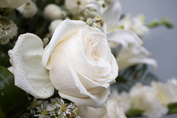 Beautifull White Roses