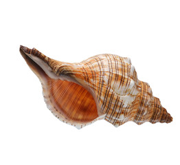 Seashell isolated on white background