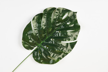 Tropical leaf of Monstera plant isolated on white. Palm Leaves close-up
