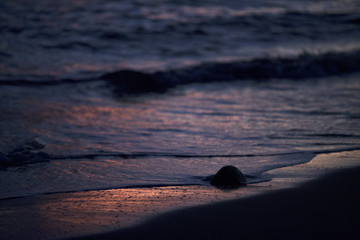 Fototapeta na wymiar Shoreline Reflection of Sunset