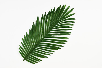 Green leaf of tropical palm tree isolated on white background, close-up