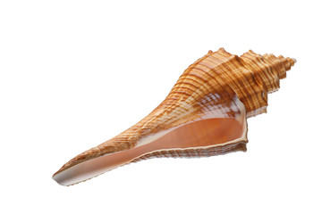 Seashell isolated on white background