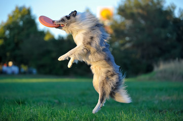 the dog plays in frisbee, Australian Shepherd jumps for a toy