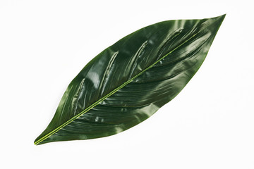 Green tropical leaves isolated on white background, close-up, top view