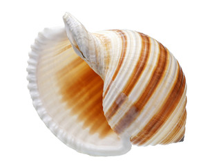 Seashell isolated on white background