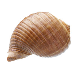Seashell isolated on white background
