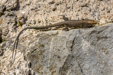 Greek rock lizard on stone wall