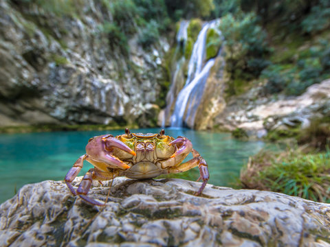 European freshwater crab in habitat