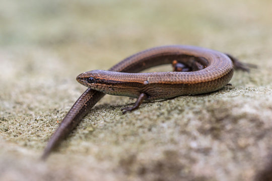 European copper skink on rocky surface
