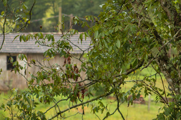 Fototapeta premium Old barn