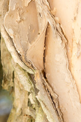 Paper Bark detail vert