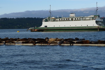 sea lions and ferry