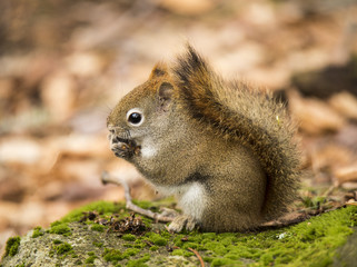Red squirrel eating cone seeds. Closeup shot of a pine squirrel sitting on a stone and eating cone seeds