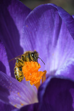 Bee in Macro Collecting Yellow Pollen from a Purple Crocus 