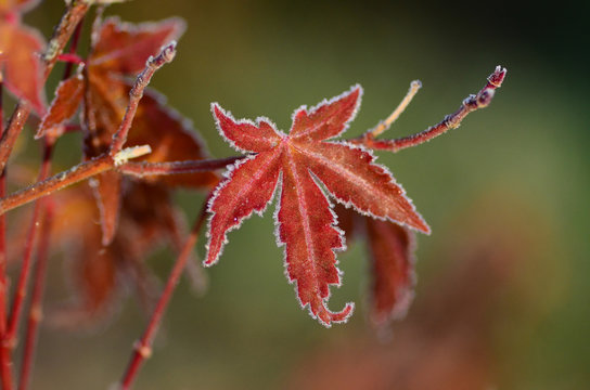 Red Japanese Maple Leaf Lined in Frost