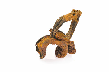 White background of the mushroom