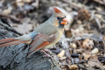 Northern cardinal ,Cardinalis cardinalis