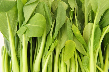 Chinese cabbage