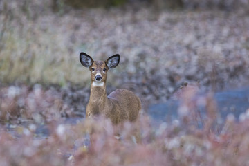 Female white tailed deer in autumn 