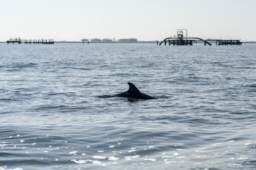 Fototapeta premium Dolphin in Gulf of Mexico