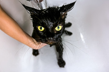 Girl washes her black cat in a bathroom