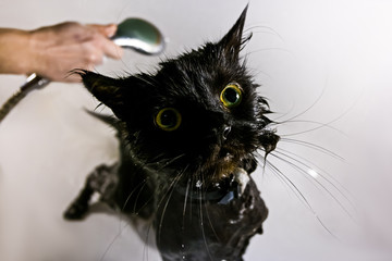 Black cat bath. Girl washes her cat in a bathroom