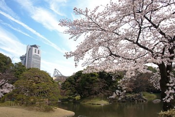 小石川後楽園の桜