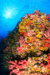 Fototapeta na wymiar Tropical fish swarm around a brightly colored, healthy tropical coral reef (Richelieu Rock, Thailand)