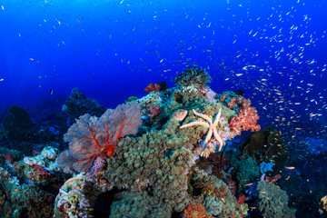 Naklejka na ściany i meble Starfish on a tropical coral reef
