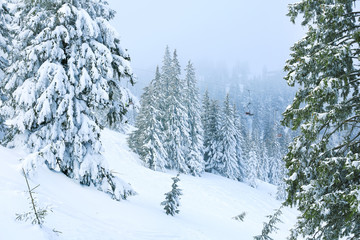 Beautiful fir trees covered with snow at resort on winter day