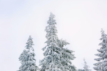 Beautiful fir trees covered with snow at resort on winter day