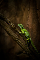Lizard sitting on a branch
