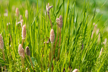 春の訪れ　つくし