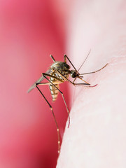 Yellow Fever, Malaria or Zika Virus Infected Mosquito Insect Macro