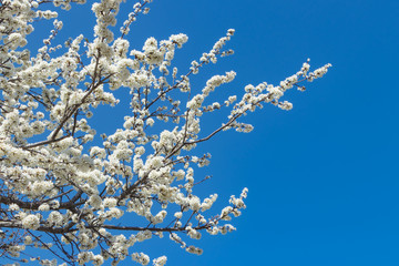 真っ白な桜のある風景